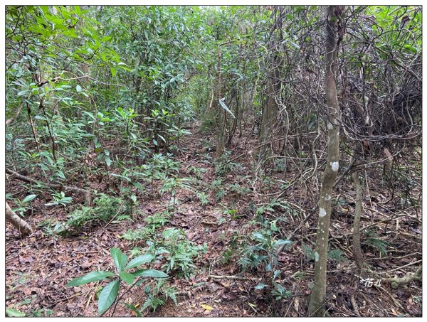 烏蛇山O型路線 (南庄)2726385