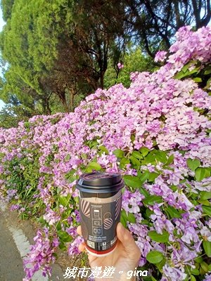 【苗栗】賞花趣~銅鑼杭菊x通霄蒜香藤花廊2945987