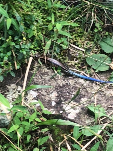 大屯主峰南峰20190727637355