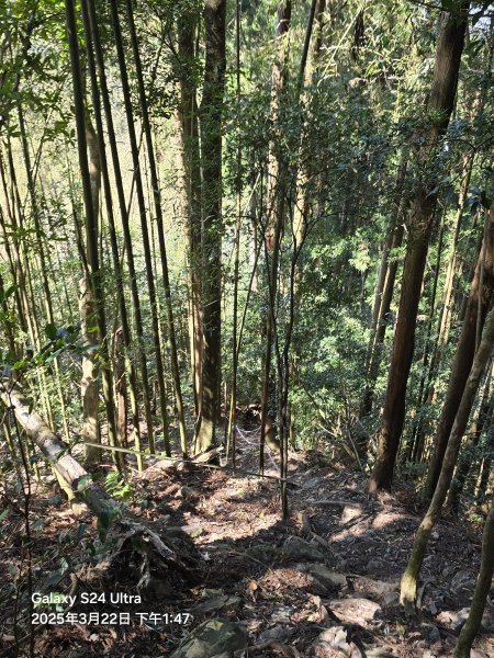 2025-03-22油羅山步道2743436