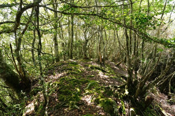 新竹 五峰 油羅山、霞山2798273