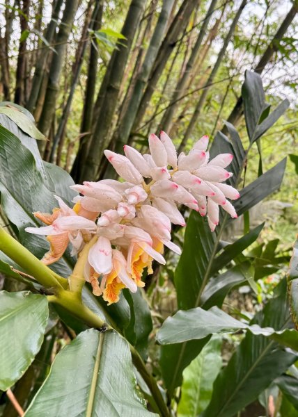 炮子崙瀑布2769590