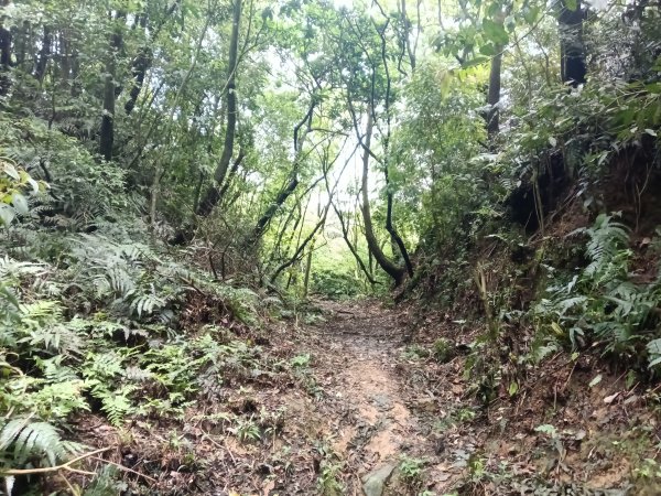 瑞芳區八分寮頂砲台+八分寮頂山+八分寮古道O型2772398