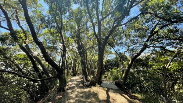 桃園｜蘆竹 五酒桶山步道1487797