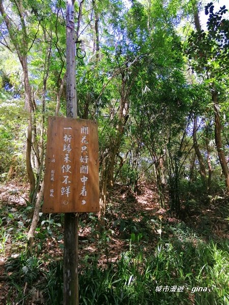 彰化田中~蓊鬱山林賞景趣~田中森林步道1043625
