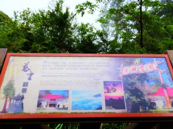 走阿里山神木群棧道，漫步在雲端及迷霧森林416018