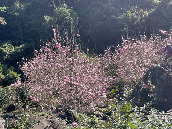 楓樹湖古道3012070