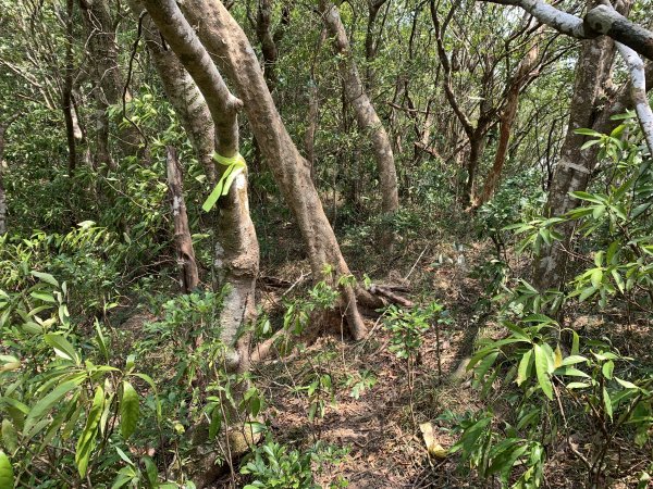 20250404屏東北獅子頭山-霧里乙山2757459