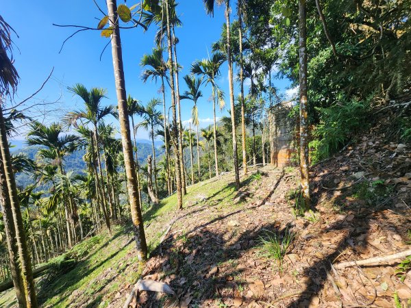 20250216水社大山潭南線2746142