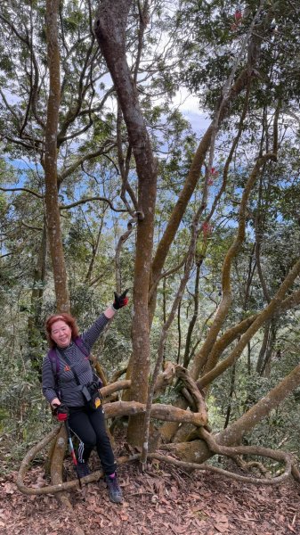 🌈1/18(六)小百岳雙收~大橫屏山+九份二山順遊賞梅🌈FB：熊熊趴爬走 歡迎加入2692535