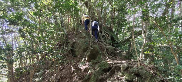 2025/10/10-水田林道上外鳥嘴山2911507