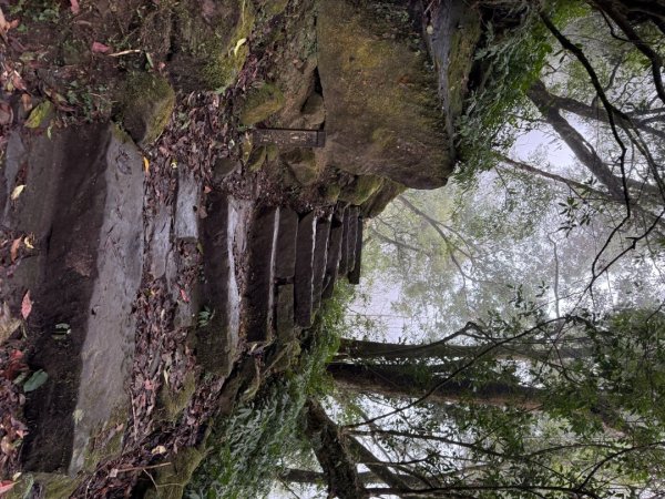 1150301溪頭天文台步道3008352