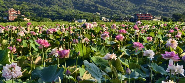 天龍國阿伯的日常-雲山水花鳥蝶 #日出 #牡丹蓮 #香水蓮 #手機拍攝 賞蝶趣 7/42826990