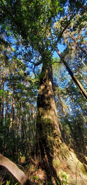 谷關七雄老大-八仙山谷關七雄主峰步道2361222