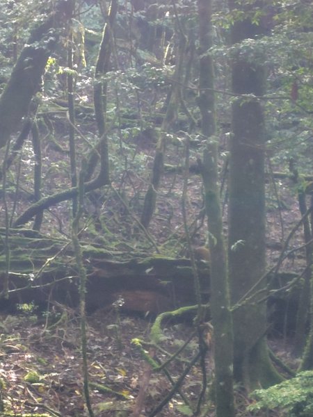 稍來小雪山國家步道、船型山、鞍馬山、鞍馬山東北峰、天池、雪山神木2799837