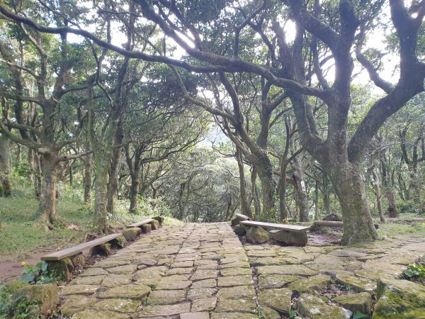 興福寮登山口上大屯山1561282