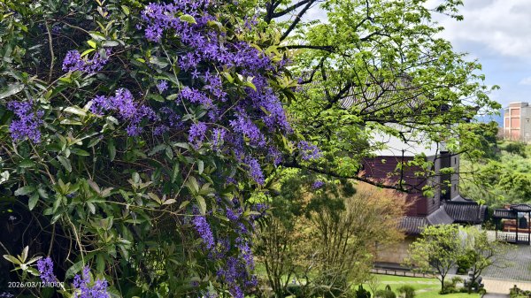 #緣道觀音廟 #北海福座 #萬代福 #黃花風鈴木 #錫葉藤 #青帶鳳蝶 #昭和櫻 #吉野櫻 3/123014052