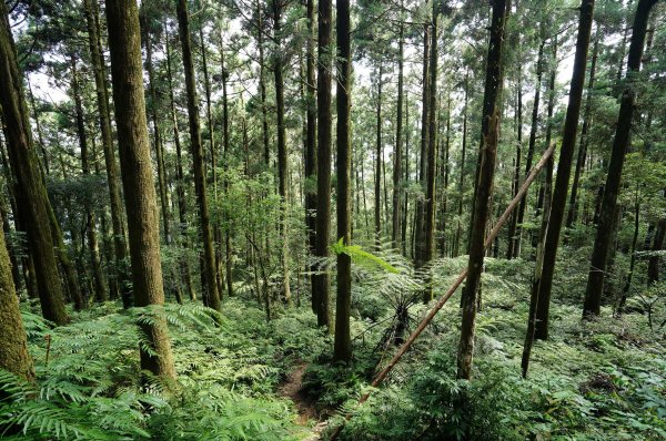 新北 烏來 烏來山、大桶山、四崁水山2829261
