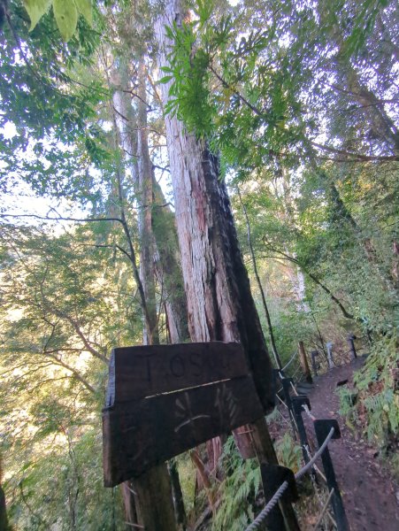 2026.01.03－鎮西堡B區神木群2981154