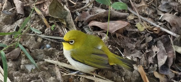 2025/11/09-青青草原步道2933449