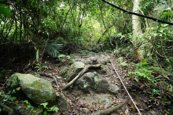苗栗 大湖 金童山、玉女山、汶水山2806918
