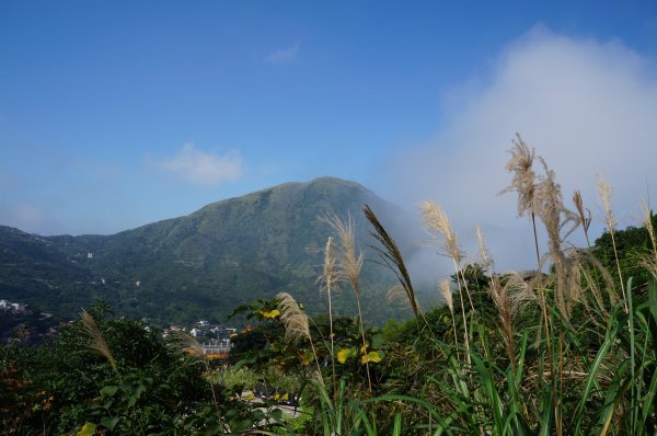 無耳茶壺山步道491371