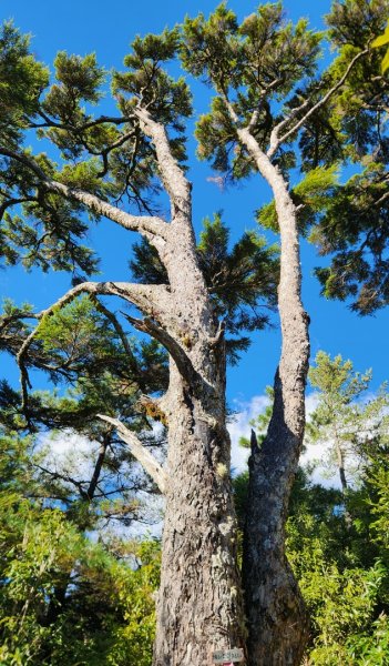 【中級山縱走】羅馬縱走，走進神木的夢幻童話森林世界2943190