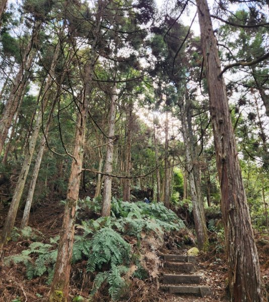 【中級山】谷關七雄八仙山2745066