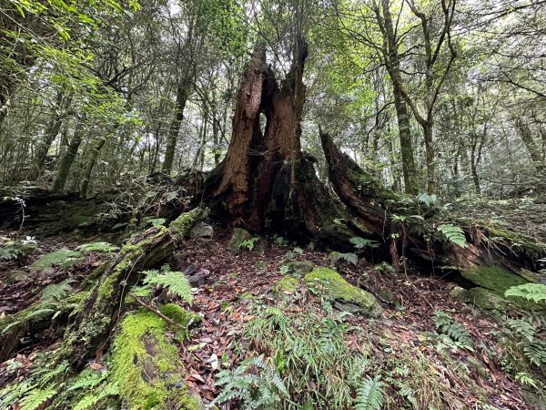 漫遊大雪山森林遊樂區輕鬆登稍來山2287013