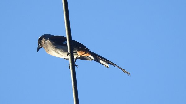 包場槓龜的代價-久違的 #藍腹鷴 公鳥 10/72616255