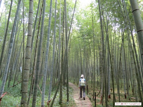 《南投》竹林銀杏｜鹿谷長源圳古道、大崙山銀杏森林、武岫201709212890492