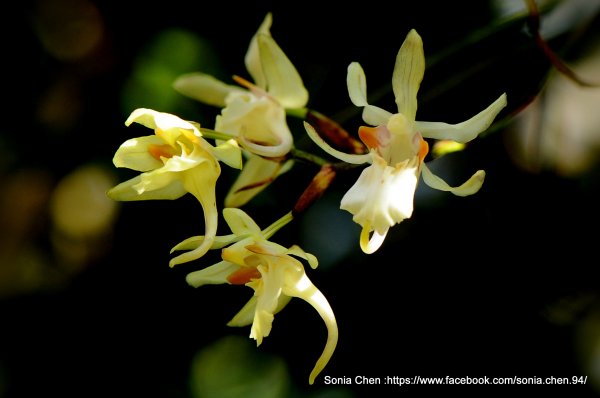 保育等級的瀕危物種 2026 D0311 ｜ 撬唇蘭