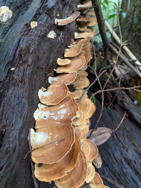 水社大山水晶蘭大爆發881628