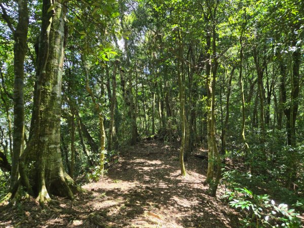 馬武督探索森林、外鳥嘴山2860615