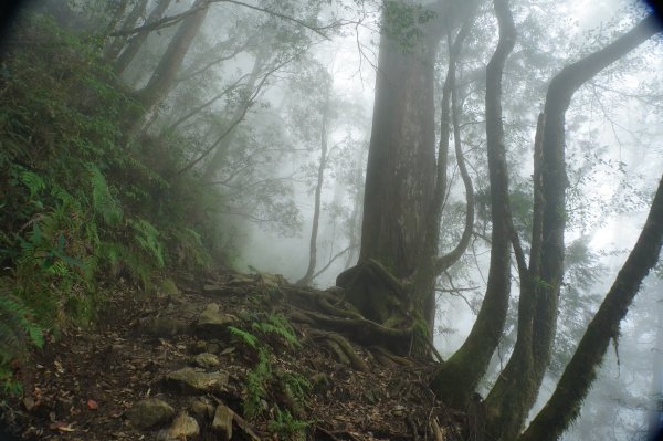 台中 和平 南松鶴山、八仙山、東松鶴山2877990