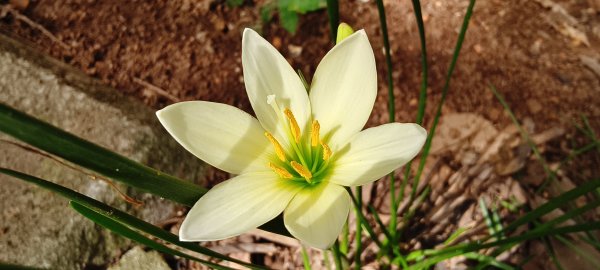 2025/08/03_羊稠森林步道2850669