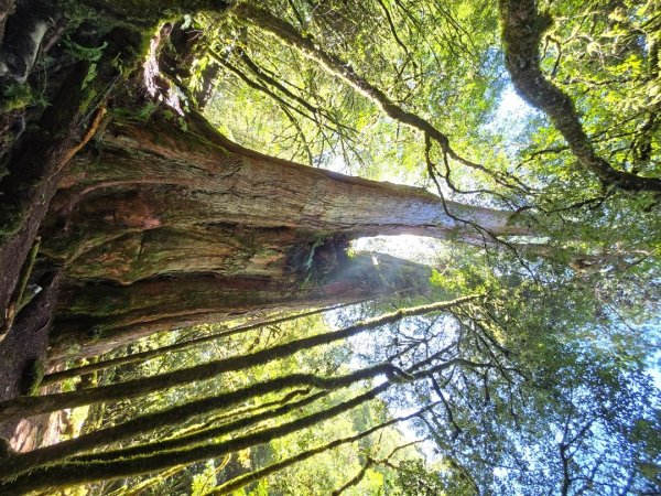 郡大林道19k之郡大神木群二刷～雲海滿出來～2451897