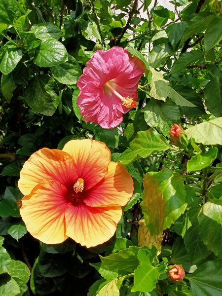 奇花異草的內湖文德三號公園、瑞陽公園【走路趣尋寶，全臺齊步走】1864204