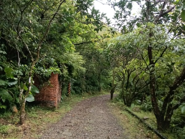 雙溪區中坑古道+大夯瀑布+中坑東山+中坑東山尾稜O型2921509