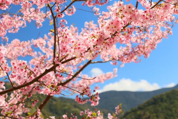 拉拉山的櫻花286497