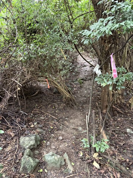 20251129大山母山步道2951885