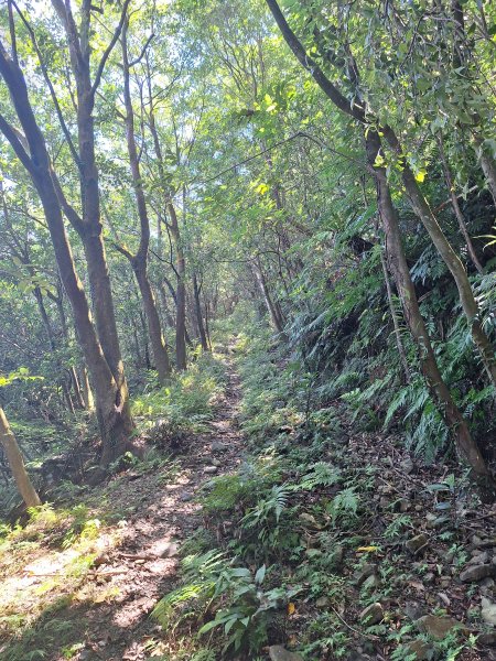 頭城鷹石尖+七兄弟山+外大溪山O形(明山寺起登)202508302876548