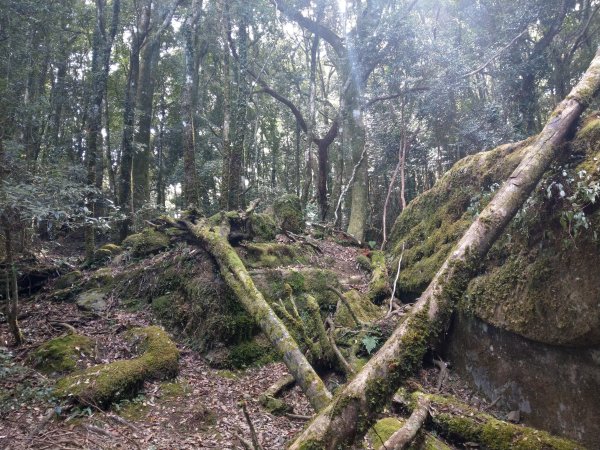 台版富士山「加里山」(小百岳#34) 2020/12/191424808