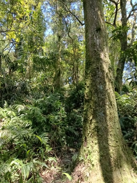 雙溪區坪溪古道-蛇仔崙-鶯子嶺-太和山-蛇子頭觀景台-梗枋越嶺古道鞍部-坪溪古道O型3029760