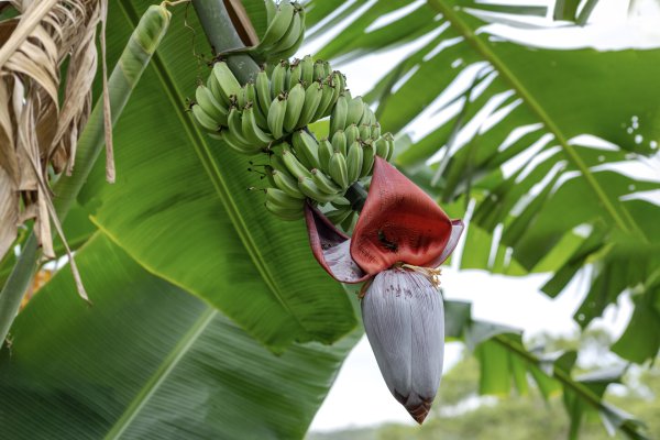 礁溪 五峰旗-跑馬古道3029591