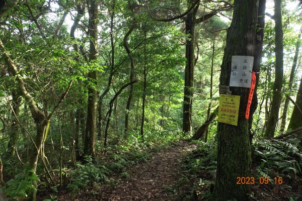 新竹 竹東 大隘山、五指山2283362