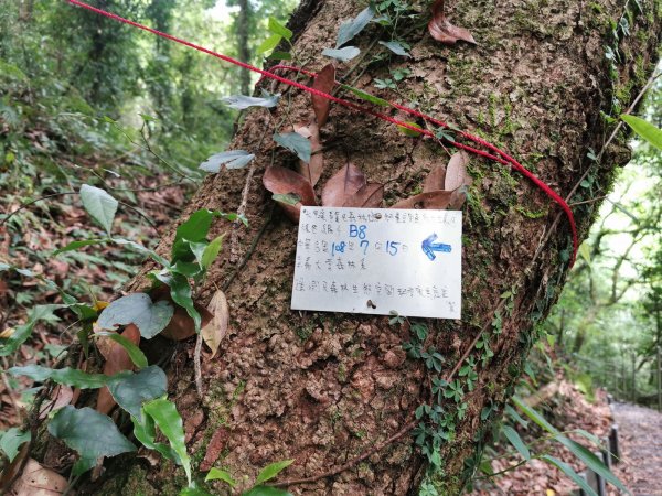 梨山希利克步道-泰雅族占卜靈鳥-繡眼畫眉1049502