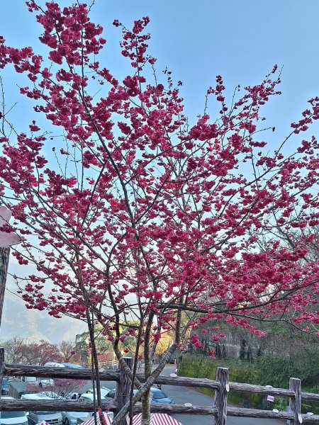 八角崠山+協雲宮櫻花步道202502152712867