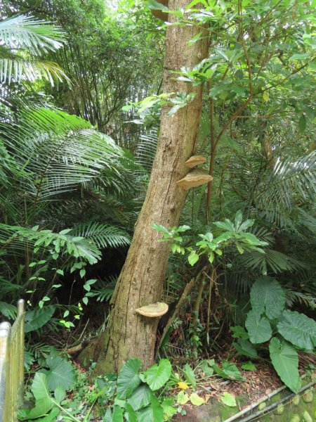 旱溪源頭自然生態區2878012