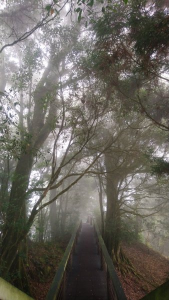 溪頭天文台登山步道、神木步道1523940